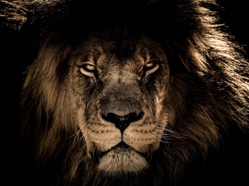 African Lion