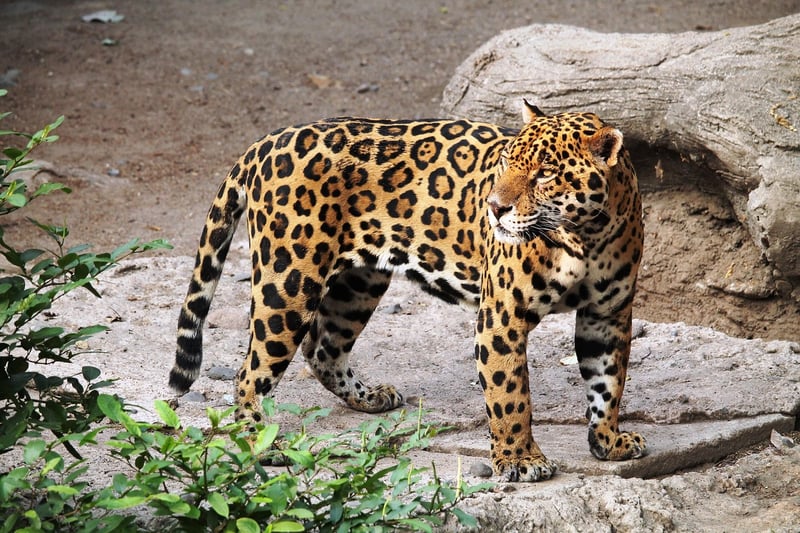 Jaguar in the Amazon Rainforest