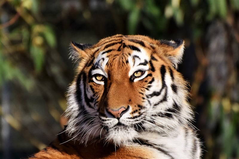Royal Bengal Tiger in Indian Jungle